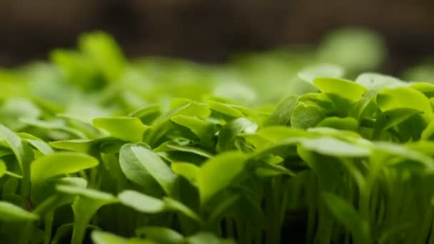 Plantas em crescimento na primavera timelapse, germinação brotos planta de salada de agrião recém-nascido na agricultura de efeito estufa — Vídeo de Stock