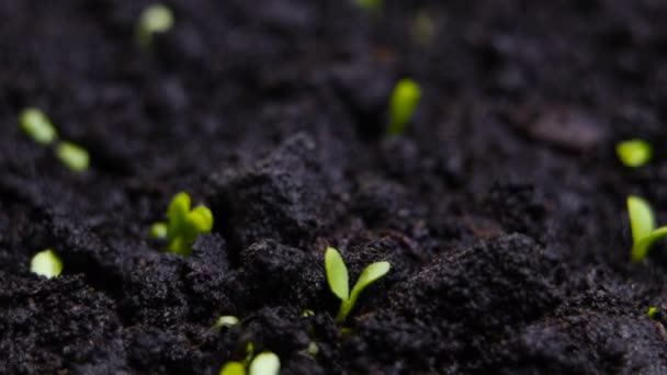 Cultivo de semillas germinantes en la agricultura terrestre Primavera Verano Timelapse — Vídeos de Stock