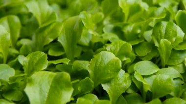 Tohum toprak tarım bahar yaz Timelapse içinde büyüyen takımıdır