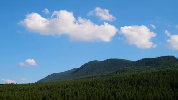 Timelapse of Green Forest Trees Against Blue Sky and Shining Sun. Voyage Vacances Nature Concept. Look Up View in europe Fond de forêt .