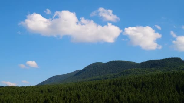 Timelapse van groene bosbomen tegen blauwe lucht en stralende zon. reizen vakantie natuur concept. Kijk up view in Europa forest achtergrond. — Stockvideo