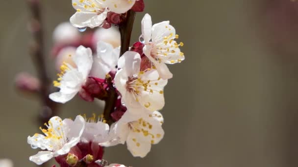 Florecimiento y florecimiento en cerezo Flor rosa en árbol frutal Hermosa flor de sakura blanca — Vídeo de stock