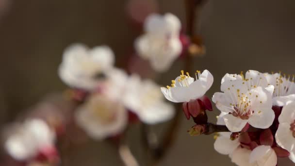 Florecimiento y florecimiento en cerezo Flor rosa en árbol frutal Hermosa flor de sakura blanca — Vídeo de stock