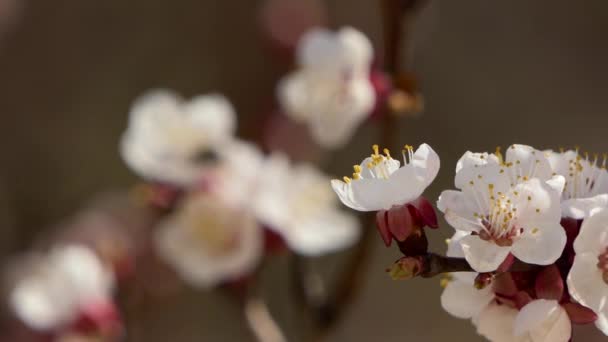 Virágzó és virágzó a cseresznye Pink virág a gyümölcsfa fehér szép Sakura virág