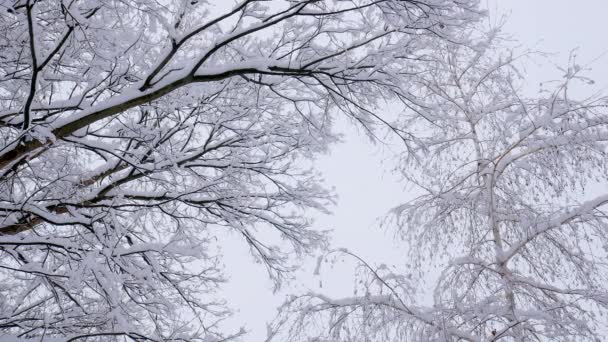 Śnieg spada na gałęzie drzew zimą Boże Narodzenie sezon tło. Piękny krajobraz przyrody — Wideo stockowe