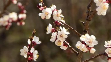 Meyve ağacı Beyaz güzel sakura çiçek üzerinde kiraz Pembe çiçek çiçeklenme ve çiçeklenme