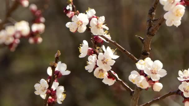 Цветущие и цветущие на вишне розовый цветок на фруктовом дереве Белый красивый цветок сакуры — стоковое видео