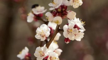 Meyve ağacı Beyaz güzel sakura çiçek üzerinde kiraz Pembe çiçek çiçeklenme ve çiçeklenme