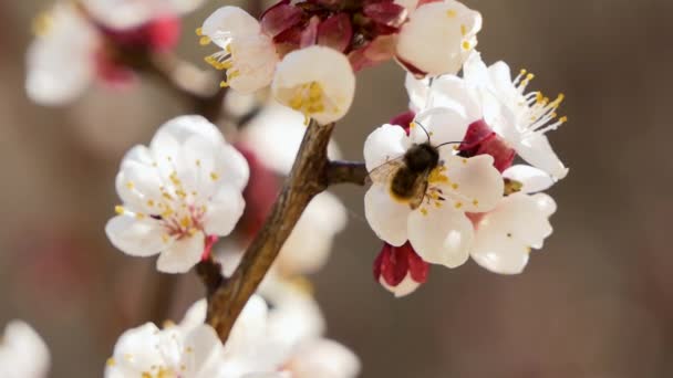 Florecimiento y florecimiento en cerezo Flor rosa en árbol frutal Hermosa flor de sakura blanca — Vídeos de Stock