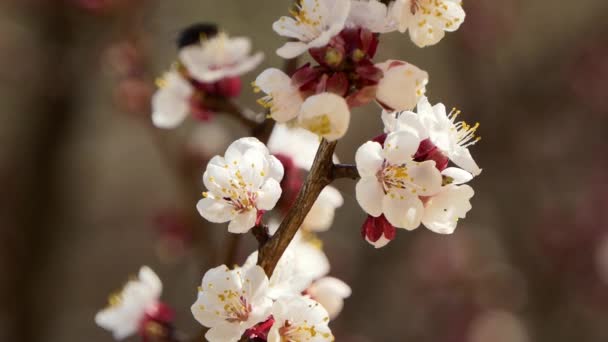 Kvetoucí a rozkvetlý růžový květ na ovocný strom bílá krásná Sakura květina — Stock video