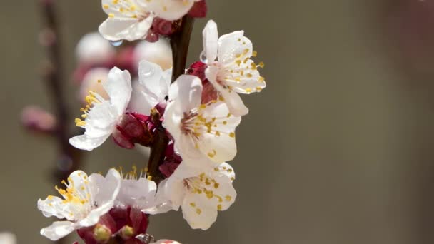 Blooming and blossoming on cherry Pink flower on fruit tree White beautiful sakura flower — Stock Video