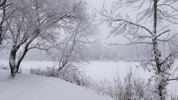 Nieve cayendo en las ramas de los árboles en invierno fondo de temporada de Navidad. Hermoso paisaje de naturaleza — Vídeos de Stock