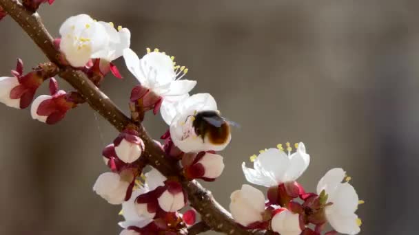 Florecimiento y florecimiento en cerezo Flor rosa en árbol frutal Hermosa flor de sakura blanca — Vídeo de stock