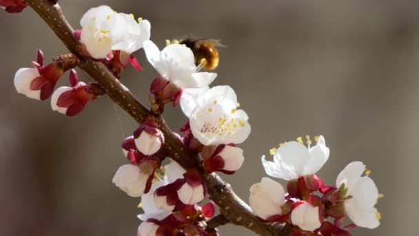 Floração e floração em cereja Flor rosa em árvore de fruto Branco bela flor sakura — Vídeo de Stock