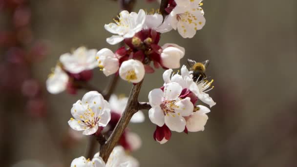 Blooming and blossoming on cherry Pink flower on fruit tree White beautiful sakura flower — Stock Video