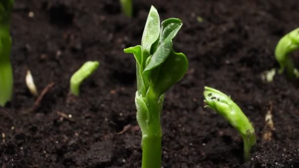 もやしストック動画 ロイヤリティフリーもやし動画 Depositphotos