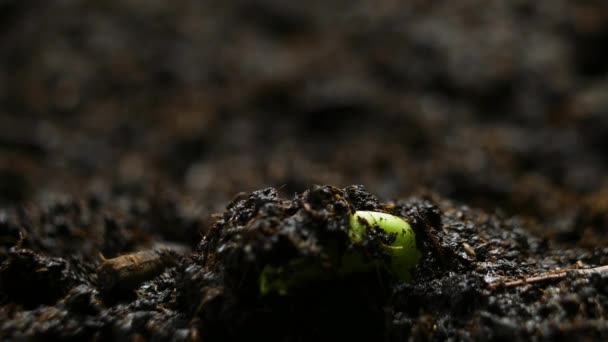 Growing Plants Timelapse Pea Sprouts Germination. Food growing at farm — Stockvideo
