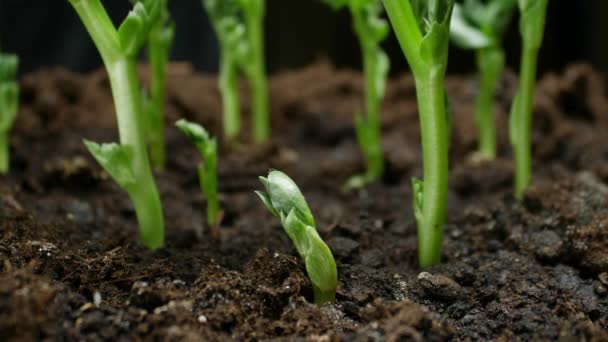 Piante in crescita Timelapse germinazione germogli di pisello. Coltivazione alimentare in azienda — Video Stock