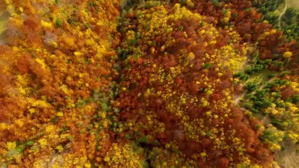 Drone volo sopra la foresta autunnale. Foglie e alberi d'autunno. Arancione, rosso, giallo e verde bella scena. — Video Stock