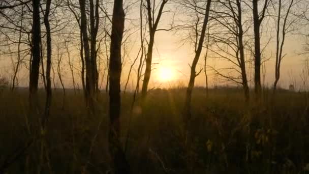 Höstskog vid solnedgången. Naturlandskap och bakgrund — Stockvideo