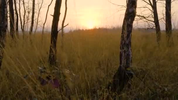 Őszi erdő naplementekor. Természeti táj és háttér — Stock videók