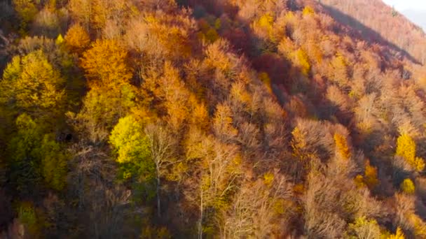 Spadający samolot dronów leśnych. Jesienne liście i drzewa. pomarańczowy, czerwony, żółty i zielony piękna scena. — Wideo stockowe