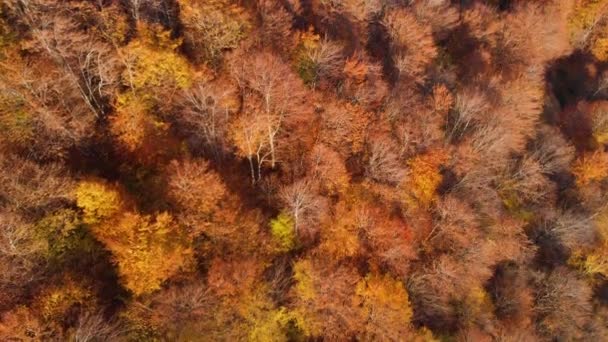 秋の森ドローン飛行。秋の葉や木。オレンジ、赤、黄、緑の美しいシーン. — ストック動画