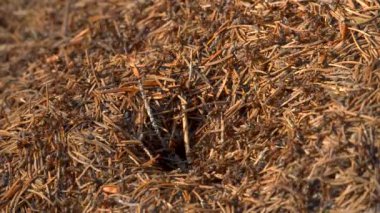 Ormanda büyük bir karınca yuvası. Ormanda karınca kolonisi olan büyük bir karınca yuvası. Ormandaki karınca tepesinde karınca var. Yakın plan.