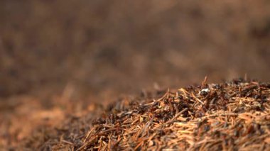 Vahşi Yaşamda Karınca Kolonisi. Big Anthill ormanın en yakını. Doğal arkaplan