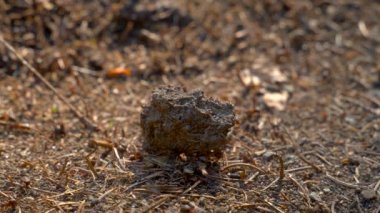 Vahşi Yaşamda Karınca Kolonisi. Big Anthill ormanın en yakını. Doğal arkaplan