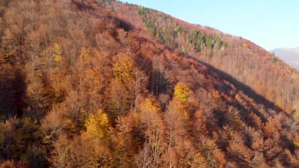 下降森林无人机飞行。 秋天的树叶和树木。 橙色、红色、黄色和绿色美丽的风景. — 图库视频影像