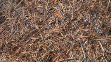 Vahşi Yaşamda Karınca Kolonisi. Big Anthill ormanın en yakını. Doğal arkaplan