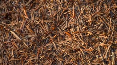 Vahşi Yaşamda Karınca Kolonisi. Big Anthill ormanın en yakını. Doğal arkaplan