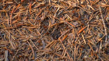 Vahşi Yaşamda Karınca Kolonisi. Big Anthill ormanın en yakını. Doğal arkaplan