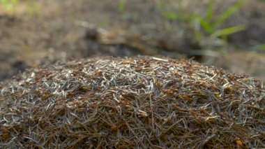 Vahşi Yaşamda Karınca Kolonisi. Big Anthill ormanın en yakını. Doğal arkaplan