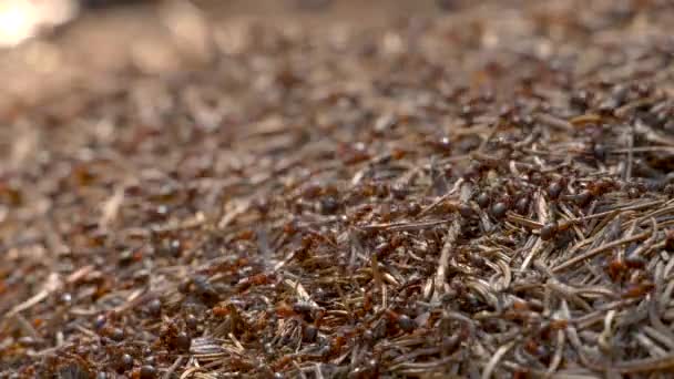 Ameisenkolonie in freier Wildbahn. großer Ameisenhaufen im Wald in Großaufnahme. Natürlicher Hintergrund — Stockvideo