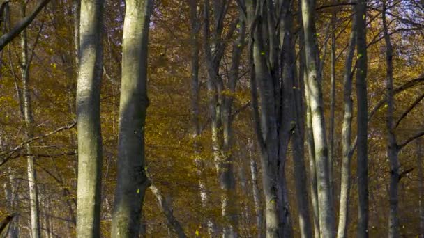 Autumn forest with falling foliage. Nature sunny landscape with deciduous trees at gold yellow season — Stockvideo