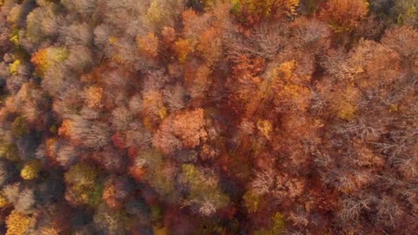 Drone vlucht over het herfstbos. Herfst bladeren en bomen. Oranje, Rood, Geel en Groen mooie scene. — Stockvideo