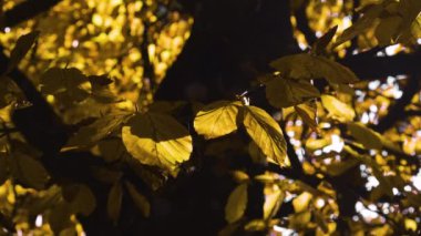 Autumn Leaves doğa arka planı, Autumnal Park 'taki bir ağaçta sallanan yaprak. Düş! Sonbahar renkli parkı.