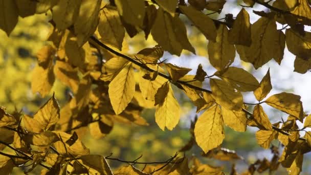 Herfst bladeren natuur achtergrond, blad schommelen op een boom in het herfstpark. Vallen. Herfst kleurrijk park. — Stockvideo