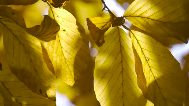 Herfst bladeren natuur achtergrond, blad schommelen op een boom in het herfstpark. Vallen. Herfst kleurrijk park. — Stockvideo