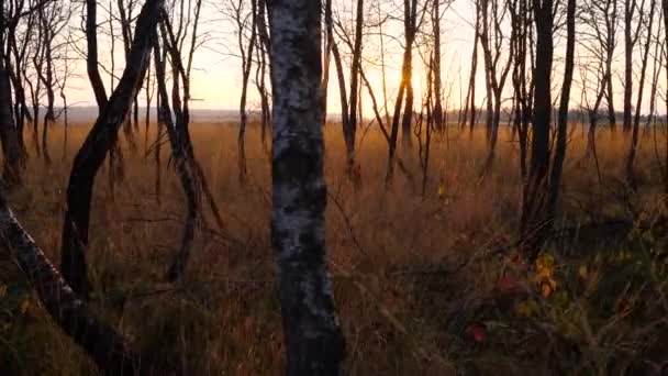 Bosque de otoño al atardecer. Naturaleza paisaje y fondo — Vídeos de Stock