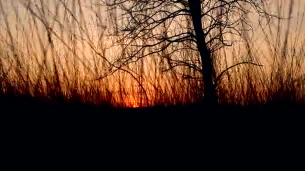 Günbatımında sonbahar ormanı. Doğa manzarası ve arka plan — Stok video