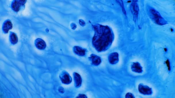 Inchiostro colorato blu Reazione liquida sfondo inchiostro colore astratto. Reazione chimica blu e bianca — Video Stock