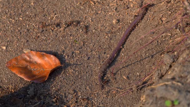 Ants Colony in Wildlife. Grosse fourmilière en gros plan sur la forêt. Contexte naturel — Video