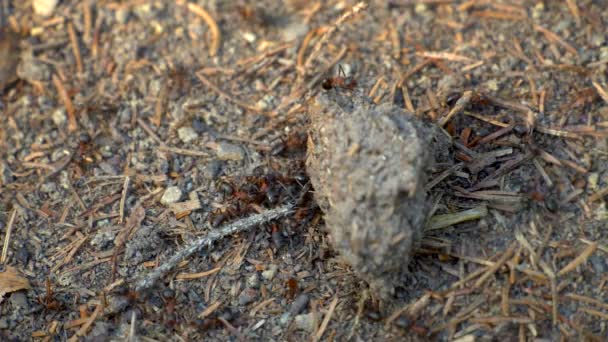 Ants Colony in Wildlife. Big Anthill in forest close-up. Natural background — Stock Video