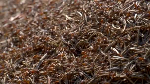 Ameisenkolonie in freier Wildbahn. großer Ameisenhaufen im Wald in Großaufnahme. Natürlicher Hintergrund — Stockvideo