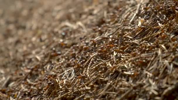 野生动植物中的蚂蚁群。 森林特写中的大蚁丘。 自然背景 — 图库视频影像
