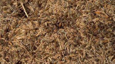 Vahşi Yaşamda Karınca Kolonisi. Big Anthill ormanın en yakını. Doğal arkaplan