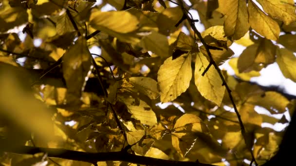 Outono Folhas natureza fundo, Folha balançando em uma árvore no parque outonal. Queda. Outono parque colorido . — Vídeo de Stock